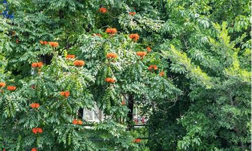 长沙端午节温度_2022端午节天气长沙